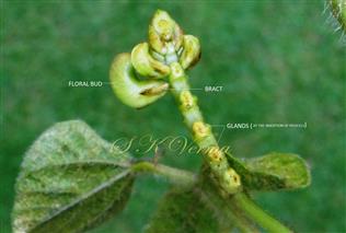  Inflorescence